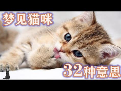 夢見貓生小貓號碼 台灣簡氏族譜